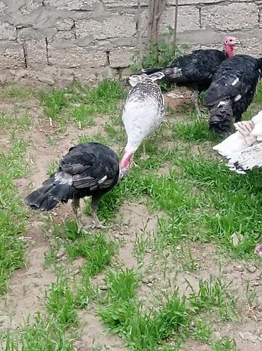 cex quşlar: Salam.hünduwqalar satılı.bine atclıq qesebesindedi heyvanlar.erkekler — 2