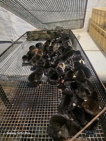 en ucuz at: Salam Allah herkesin coreyin versin. lider55 .Xarkov qenberi — 2