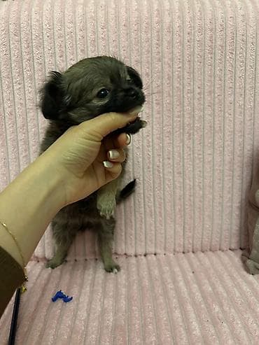 pitbull iti satilir: İtlər — 4