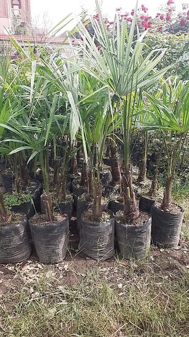 mixek gulunun adi: Palma agaclari satilir — 2