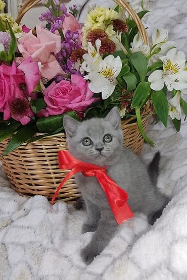 at satisi: Britan, Dişi, Pulsuz çatdırılma — 1