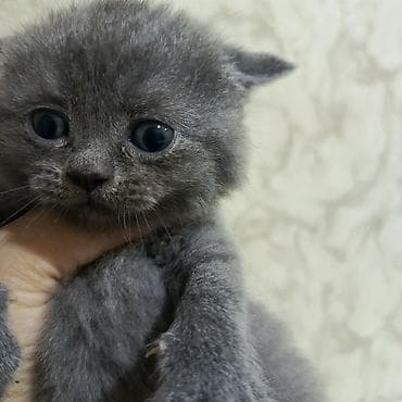 pişik alıram: Britan yastı qulaq — 4