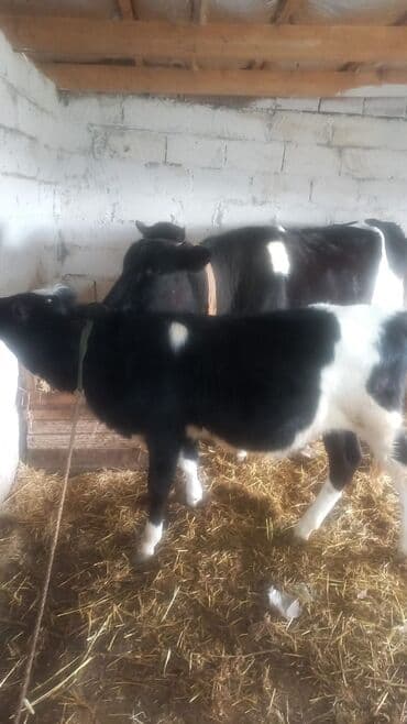 Inəklər, öküzlər: Satılır: inək buzovla birlikdə - Şəkillərdə iki baş heyvan görünür — 2