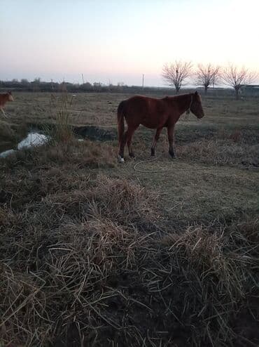 Gəmiricilər: Erkək, il: 2, Ünvandan götürmə — 5