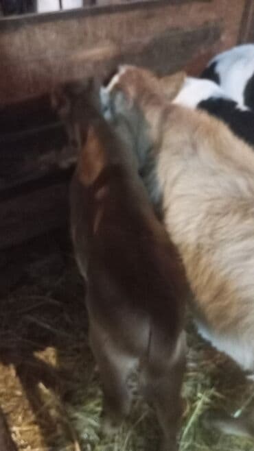 eşşək şəkili: Satış: Dana və buzovlar Təsvir: - Şəkillərdə müxtəlif yaş və rəngdə — 4