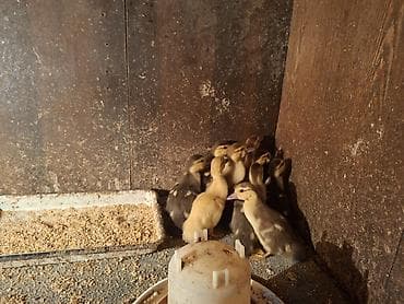 balaca cücə: Dişi, | Lal ördək, Ətlik, Ödənişli çatdırılma — 3