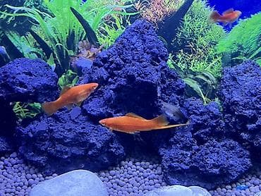 Akvaryum üçün dekorativ vulkanik lav daşları desti