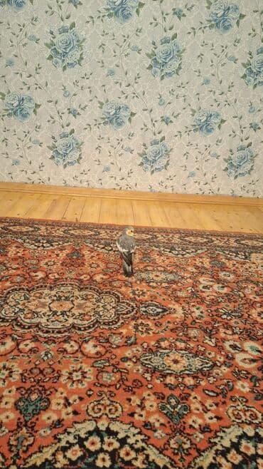 Nimfa (Cockatiel) tutuquşusu - Növ: Nimfa (Nymphicus hollancus) -