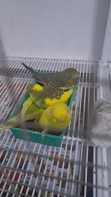 Digər quşlar: 3 ədəd erkək jumbo,12 ədəd jumbo çex qarışıq — 1