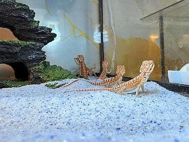 norka heyvan: Növ: Bearded Dragon (Pogona vitticeps) aqama balaları qiymetler — 4