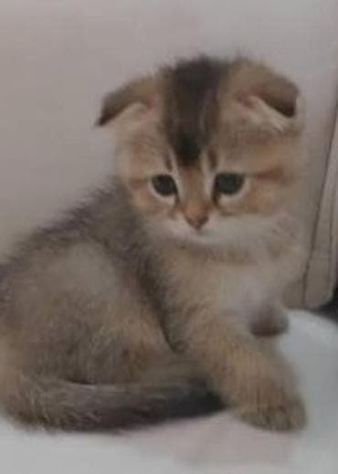 Şotland yastı qulaq — 3