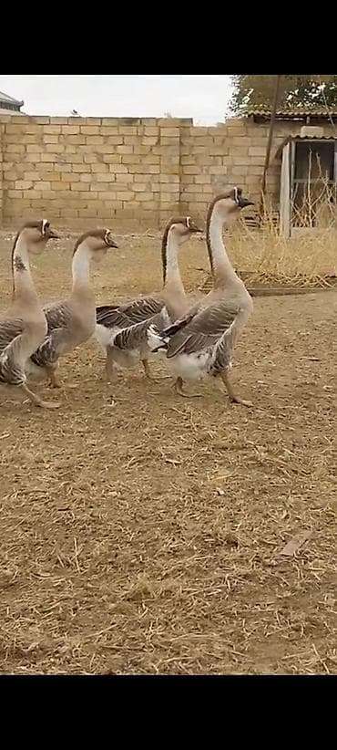 qazlar: Satılır: 15 yumurtasi Afrikan qazi qara dimdik - Uzun, incə boyunlu — 2