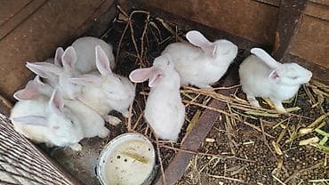 cepis sekilleri: Balaca dovşan-5₼ Böyük dovşan - 15₼ Ağ rəngli ev dovşanları – — 3