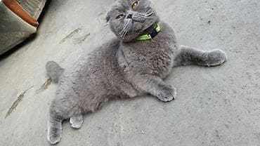 sibir pişiyi: Şotland yastı qulaq, Erkək, Yaxşı əllərə — 4