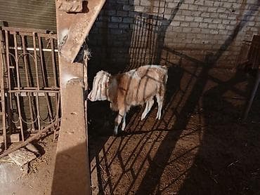 С/х животные и товары: Satışda dana və buzovlar - Şəkillərdə olan 3 baş buzov/dana - Qulaq — 5