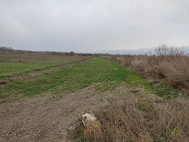 kohne tikili evler: 30000 sot, Kənd təsərrüfatı, Maklerlər narahat etməsin, Müqavilə — 7