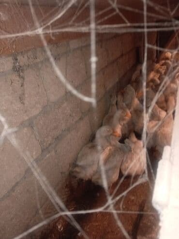 lavanda ordək: Məhsul: Ördəklər (toplu satış üçün) Təsvir: - Şəkillərdə göründüyü — 2