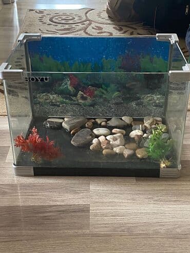 BOYU akvarium - Şüşə korpus, şəffaf yan tərəflər və dekorativ