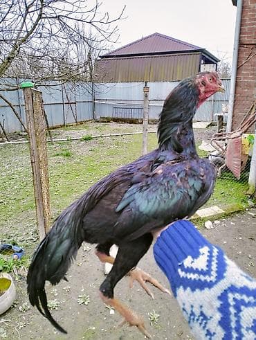 Toyuqlar: Qara rəngli uzunboy döyüş tipli cücələr (tək xoruz) – yerli seleksiya — 2