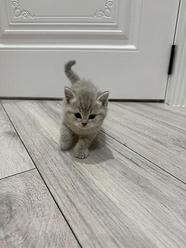 pişik boz: Britan — 4