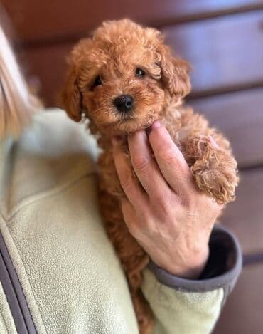 pudel toy: Pudel, 1 ay, Erkek, Ödənişli çatdırılma — 5