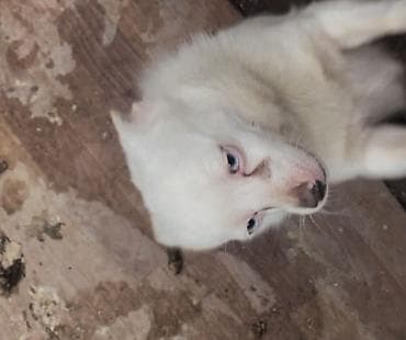 Gəmiricilər: Çixuahua, Erkek — 2