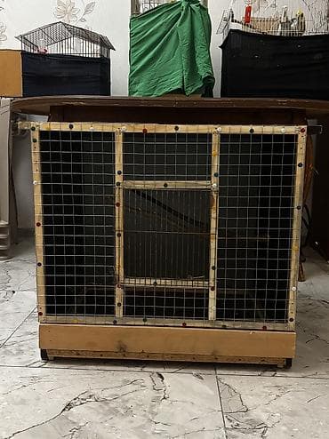 Собаки: Qiymətdə razılaşmağda olar Təzədir siyirməli qəfəsdi böyük quşlar — 3