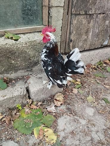 ucuz toyuq satisi: Yaponka xoruz satılır.tam sağlamdır.heyvan göz önündədir.boyu çox — 3