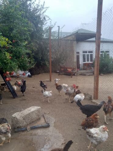продажа птиц в баку: Hec bir xestelikleri yoxdu temiz heyvandilar 60 70 yaxin heyvanlardi — 1