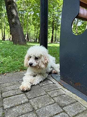heyvan satilir: Pudel, 9 ay, Dişi, Peyvəndli, Ünvandan götürmə — 4
