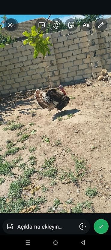 it sekilleri afcarka: Erkək, Damazlıq, Ünvandan götürmə — 2