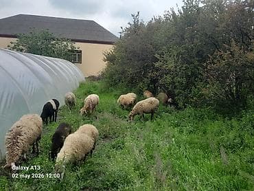 cins inəklər: Dişi, il: 5, 40 kq, Damazlıq, Ünvandan götürmə — 2