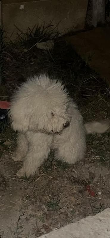 it ucun evler: Pudel, 1 il, Dişi, Peyvəndli — 2