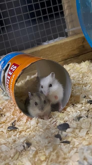 cunqarik satisi: Salam 3 dənə şirin tam sağlam təmiz 19 günlük cunqarik bala — 8