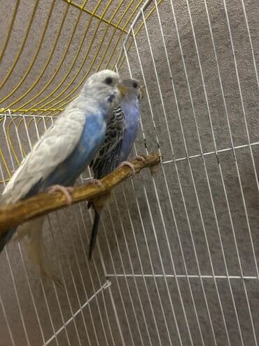 кольчатый попугай цена: Məhsul: Məhəbbət quşları satilir — 3