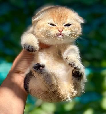 Şotland yastı qulaq — 3