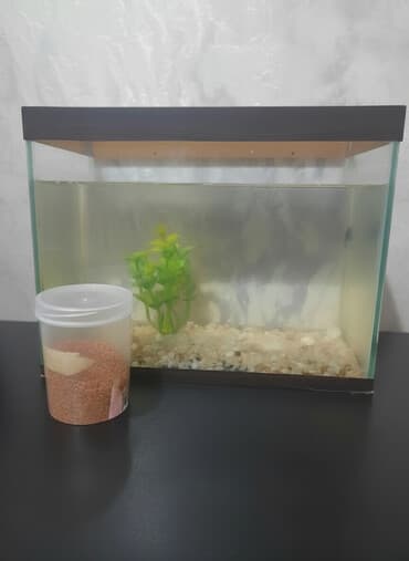 betta baligi: Akvaryum seti - Şüşə akvaryum, üst hissədə taxta çərçivə - Dibində — 2