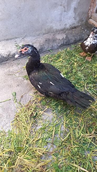 ördekler: Salam lal ordek satiram 4 denedi biri xoruzdu 3 dişi xoruzu 30 azn di — 1