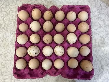 Молочные продукты и яйца: Məhsul: Təzə kənd toyuq yumurtası satılır. Dənəsi 0.38 — 1