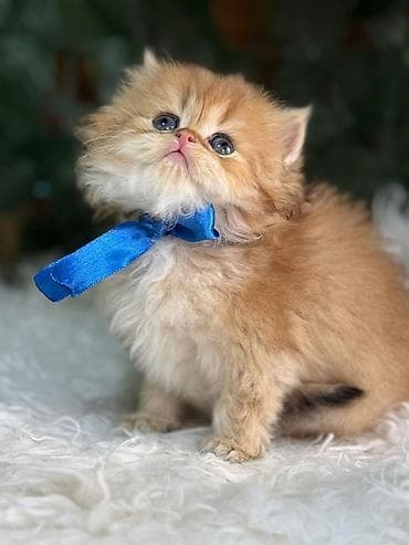 tuklu pişik: Şotland — 4