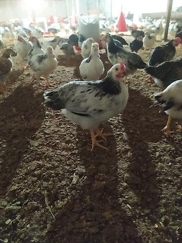 kənd toyuqlarının satışı: Toyuq, Yumurtalıq, Ünvandan götürmə — 3