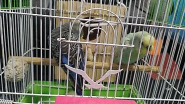 ucuz colpalar: Salam Çox gözel quşlardi Papuqay və ya məhəbbət quşlari adlandırılır — 1