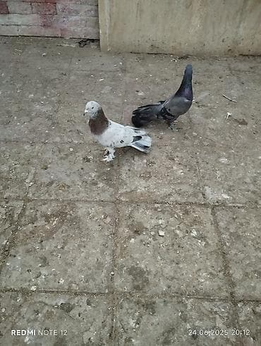 ev it: Köhnə cinslərdəndi Qara əbrəş qizğin erkekdir 17 tük.Soğan əbreş erkək — 2