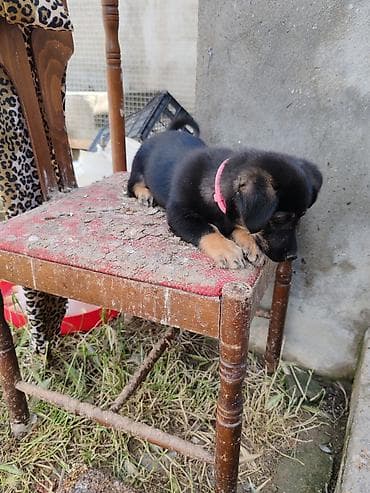 pişik sortlari: ‼️ Təcili Satılır ‼️ Zvanok təmiz cins 3 aylıq Dişi Tam sağlam — 10
