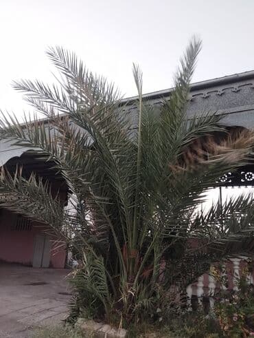 profnastil satisi: 🌴 Böyük Xurma Ağacı + Balacalar Satılır 🌴 10+ illik, ~4 metr — 1