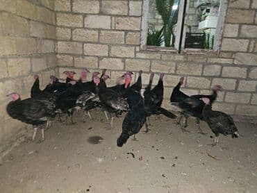 lal ordek haqqinda melumat: Hinduşka Cəmi 22 ədəddir. 9 u 6 aylıq yerli sortdur çəkisi 3-5 kg — 4