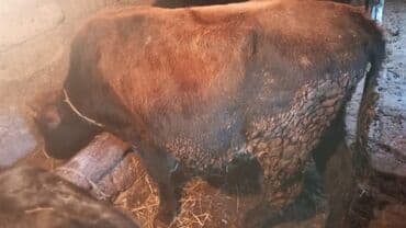 Zaslonkalar: Məhsul: Dana (bir neçə baş) salam dana satılır 5 baş Təsvir: - — 4