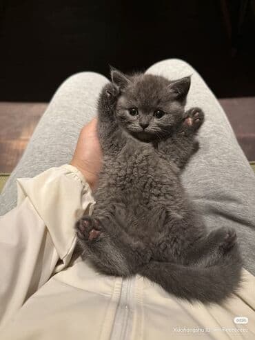 Balıqlar: Britan yastı qulaq, Erkək, Dişi, Yaxşı əllərə, Ünvandan götürmə, Pulsuz çatdırılma, Ödənişli çatdırılma — 24