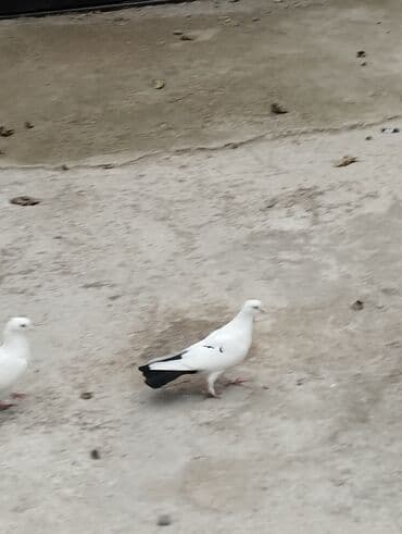 Bülbüllər: 15tuk kekilli erkey deste webeke. 12 tuk maya deste qara quyruq. cut — 8