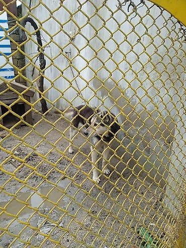 zvanoq itleri: 4 il, Erkek — 1